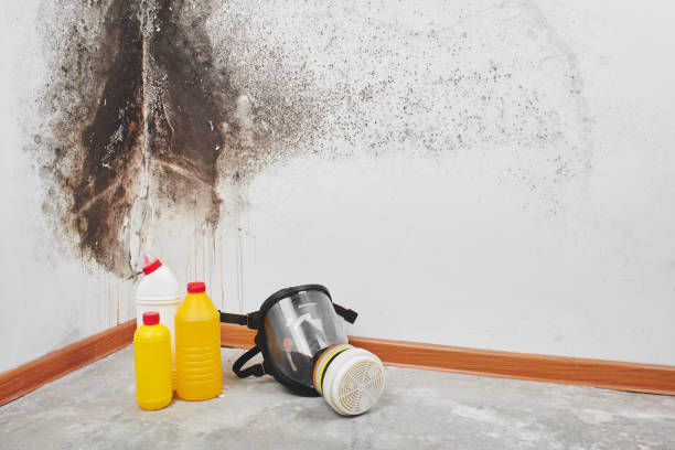 Best Basement Mold Remediation in Hermitage, PA