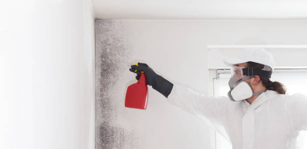 Best Black Mold Remediation in Hermitage, PA