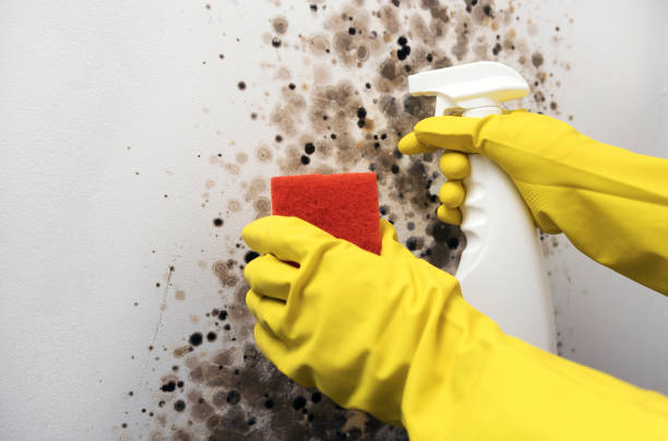 Best DIY Mold Remediation Support Services in Hermitage, PA