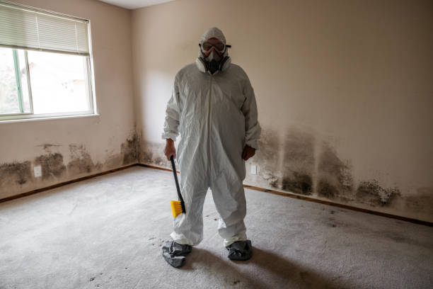 Best Industrial Mold Remediation in Hermitage, PA